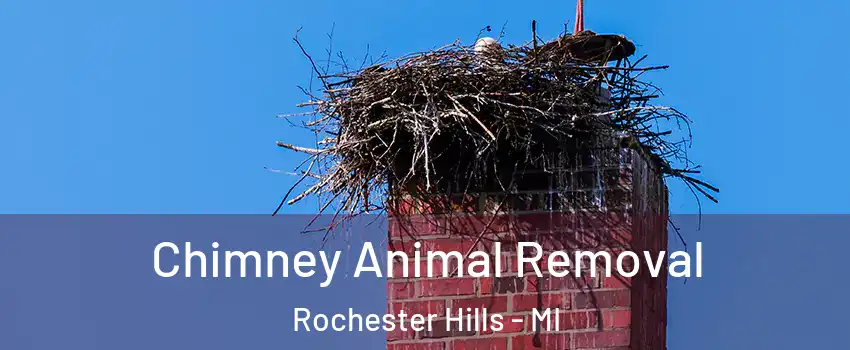  Chimney Animal Removal Rochester Hills - MI
