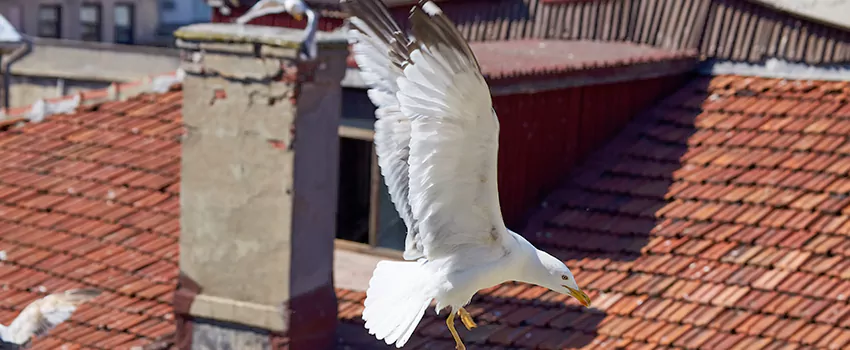 Residential Chimney Animal Removal Solution in Rochester Hills, MI