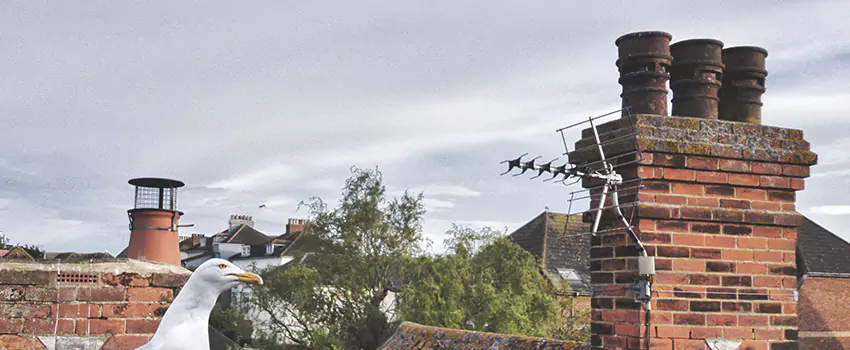 Chimney Cleaning And Restoration in Rochester Hills, Michigan